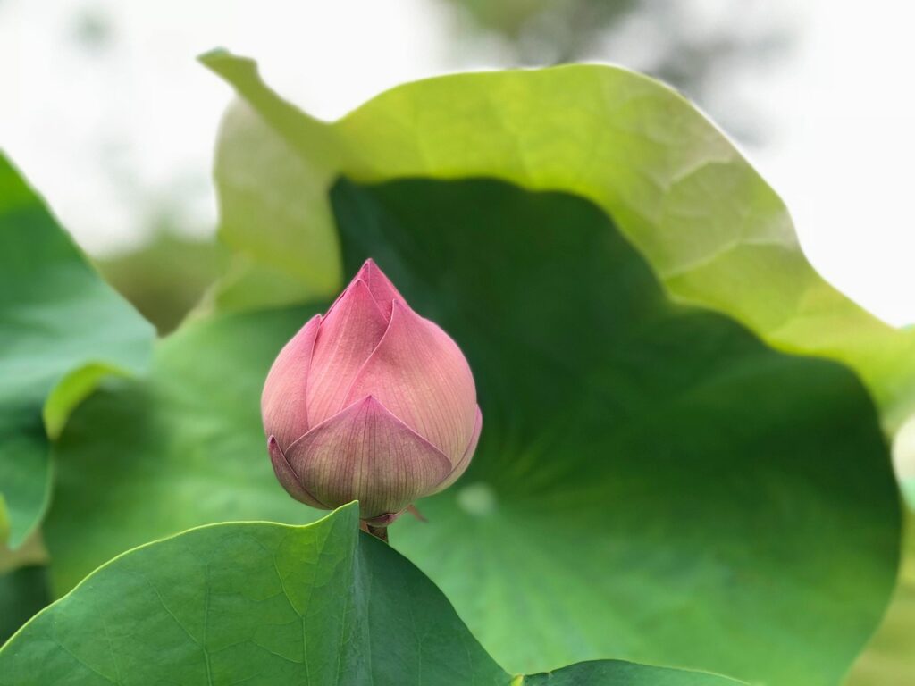 復縁したいあなたへ、未来の恋愛を予想する方法は？