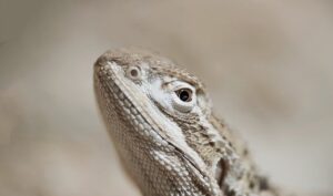 元カレに未練があるのはどれくらいの可能性がある？